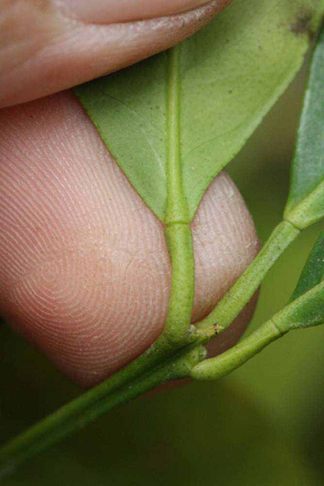              Petiole (Riverside, CA)       